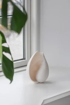 Adorno Conch concha, Small