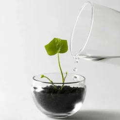 Invernadero Grow, Pequeño ø8 cm